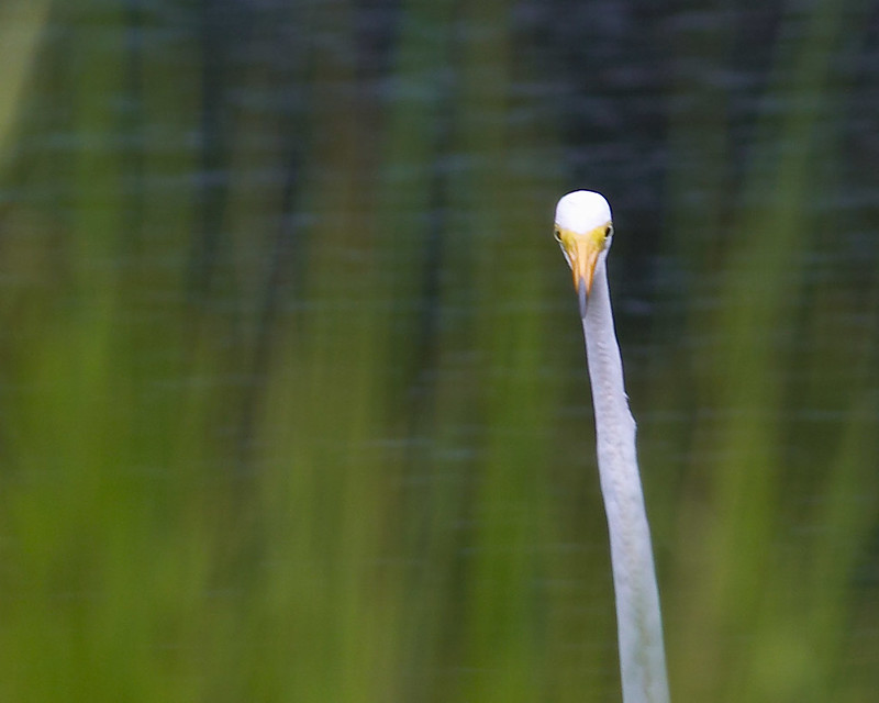 Le vol majestueux de la grande aigrette La grace majestueuse du vol de la grande aigrette 8 La-grace-majestueuse-du-vol-de-la-grande-aigrette-8
