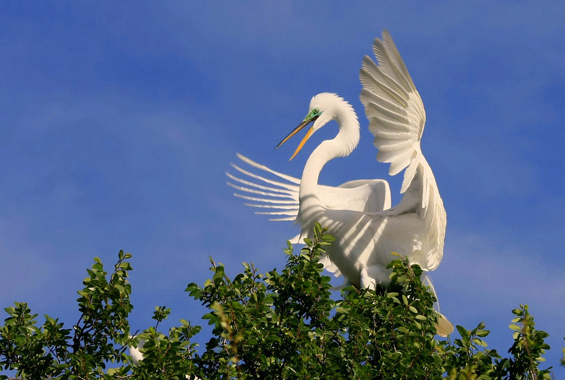 Le vol majestueux de la grande aigrette La grace majestueuse du vol de la grande aigrette 9 La-grace-majestueuse-du-vol-de-la-grande-aigrette-9