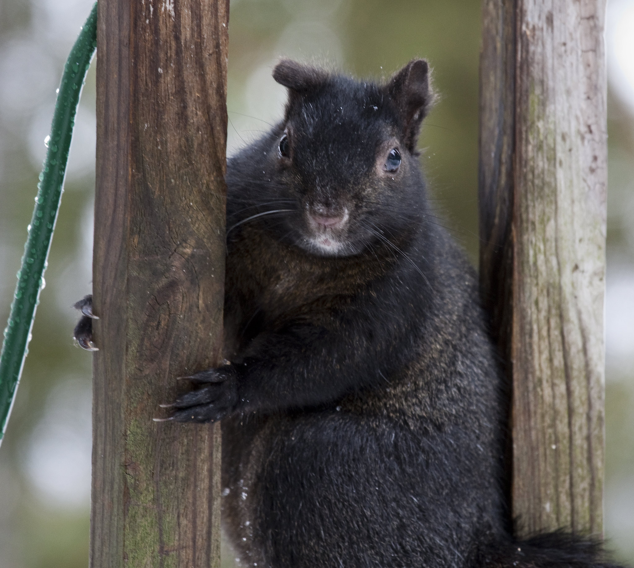 Le rare écureuil noir Le rare ecureuil noir 10 1 Le-rare-ecureuil-noir-10