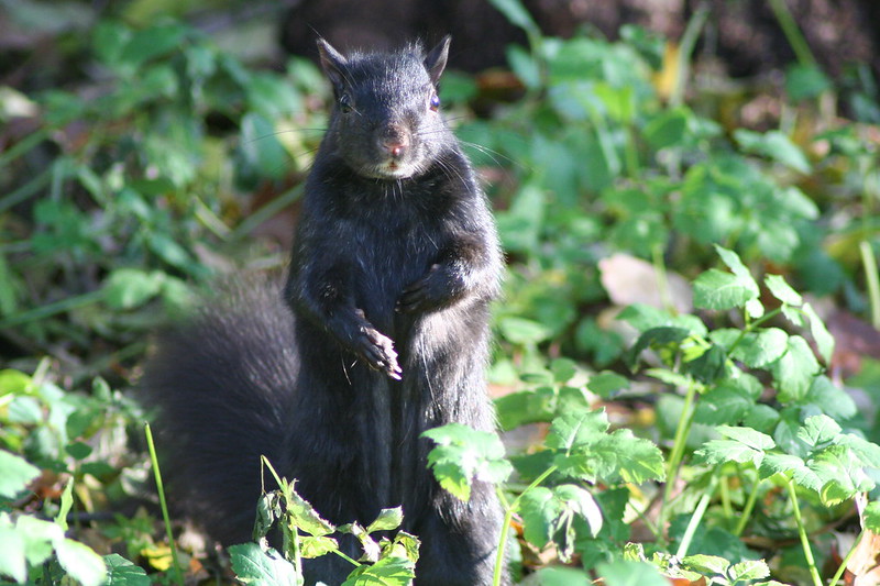 Le rare écureuil noir Le rare ecureuil noir 12 Le-rare-ecureuil-noir-12