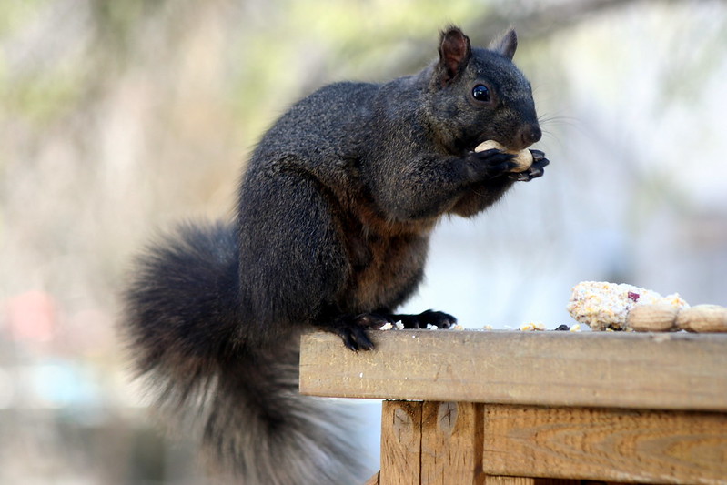 Le rare écureuil noir Le rare ecureuil noir 14 Le-rare-ecureuil-noir-14
