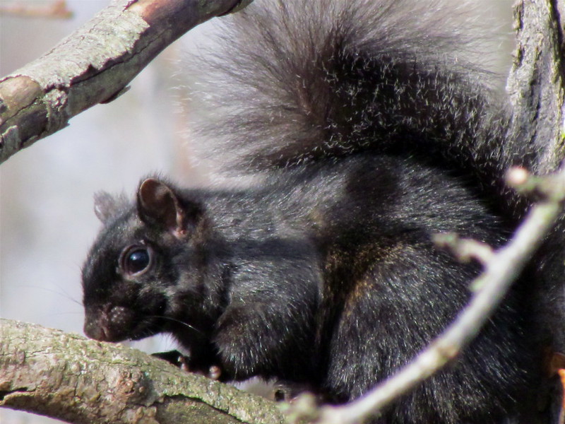 Le rare écureuil noir Le rare ecureuil noir 16 Le-rare-ecureuil-noir-16
