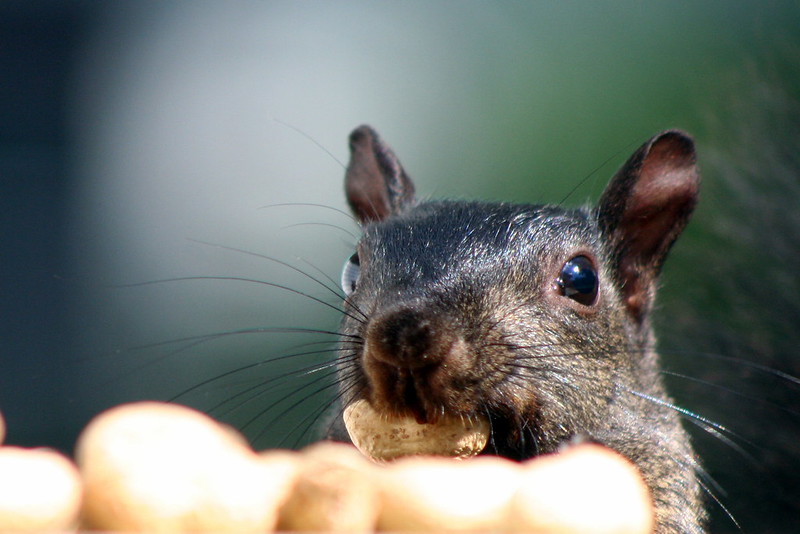 Le rare écureuil noir Le rare ecureuil noir 17 Le-rare-ecureuil-noir-17