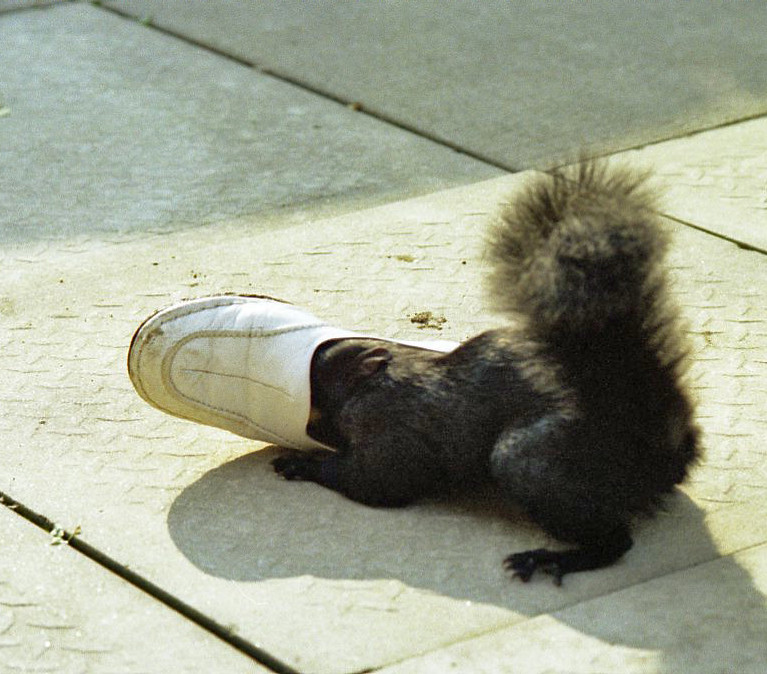 Le rare écureuil noir Le rare ecureuil noir 19 Le-rare-ecureuil-noir-19