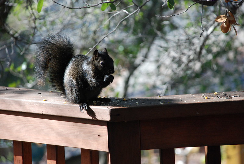 Le rare écureuil noir Le rare ecureuil noir 3 Le-rare-ecureuil-noir-3
