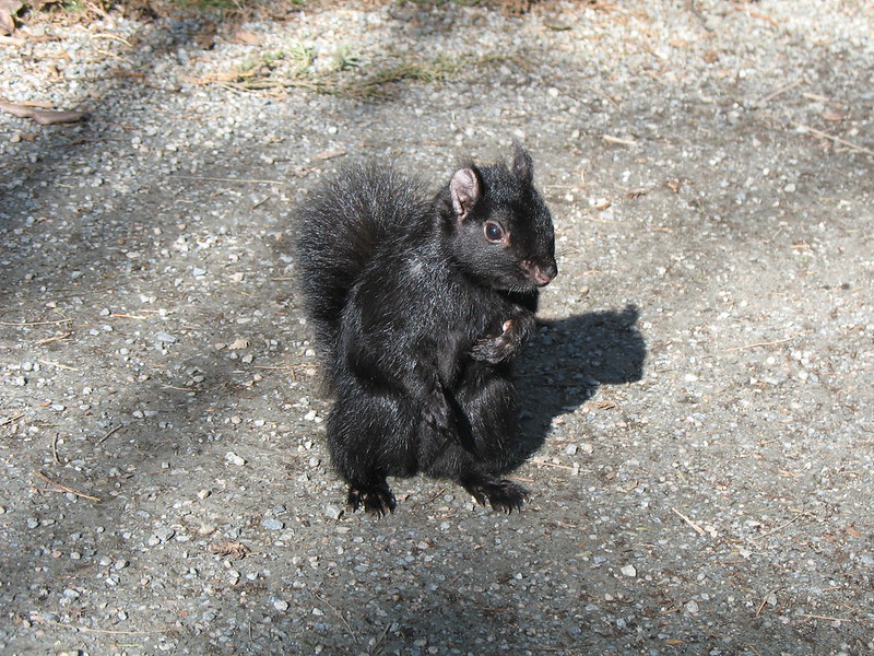 Le rare écureuil noir Le rare ecureuil noir 4 Le-rare-ecureuil-noir-4