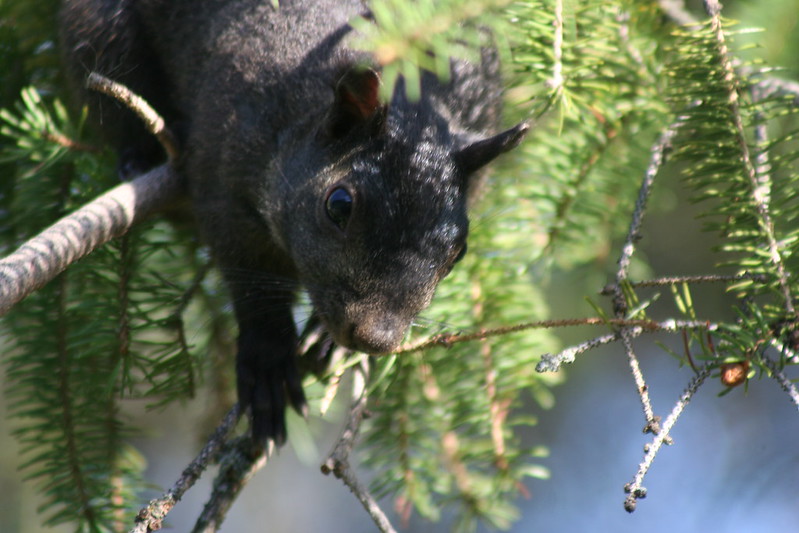 Le rare écureuil noir Le rare ecureuil noir 5 Le-rare-ecureuil-noir-5