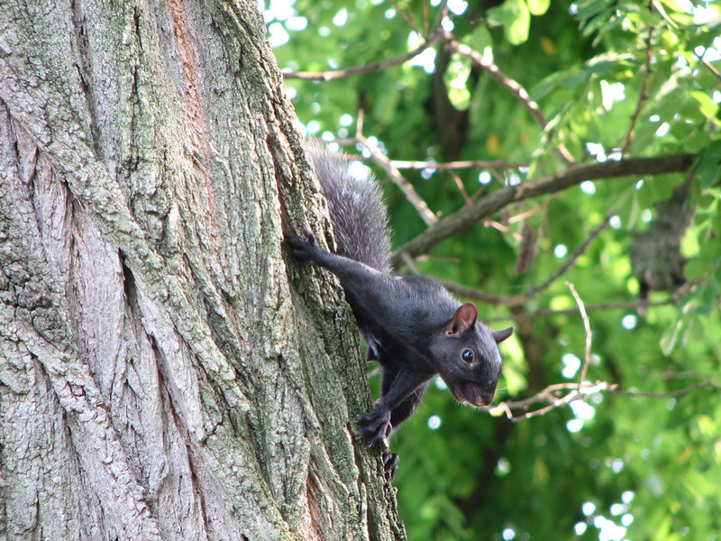 Le rare écureuil noir Le rare ecureuil noir 8 Le-rare-ecureuil-noir-8