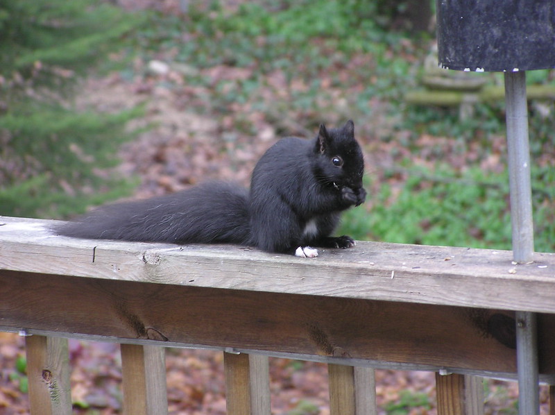 Le rare écureuil noir Le rare ecureuil noir 9 Le-rare-ecureuil-noir-9