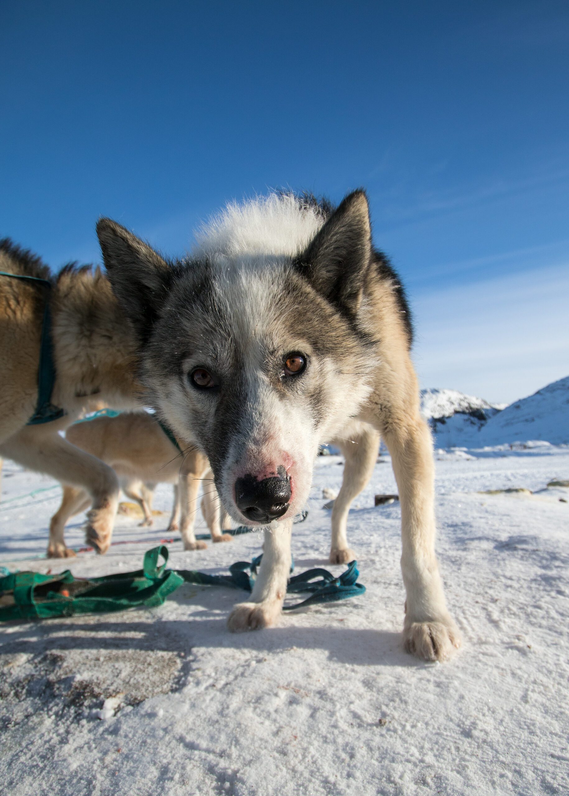 Quelques images de Ilulissat à l'ouest du Groenland par Julien Ratel Quelques images de Ilulissat a l ouest du Groenland par Julien Ratel 19 scaled Quelques-images-de-Ilulissat-a-l-ouest-du-Groenland-par-Julien-Ratel-19