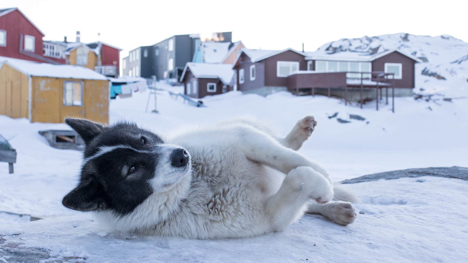Quelques images de Ilulissat à l'ouest du Groenland par Julien Ratel Quelques images de Ilulissat a l ouest du Groenland par Julien Ratel 7 Quelques-images-de-Ilulissat-a-l-ouest-du-Groenland-par-Julien-Ratel-7