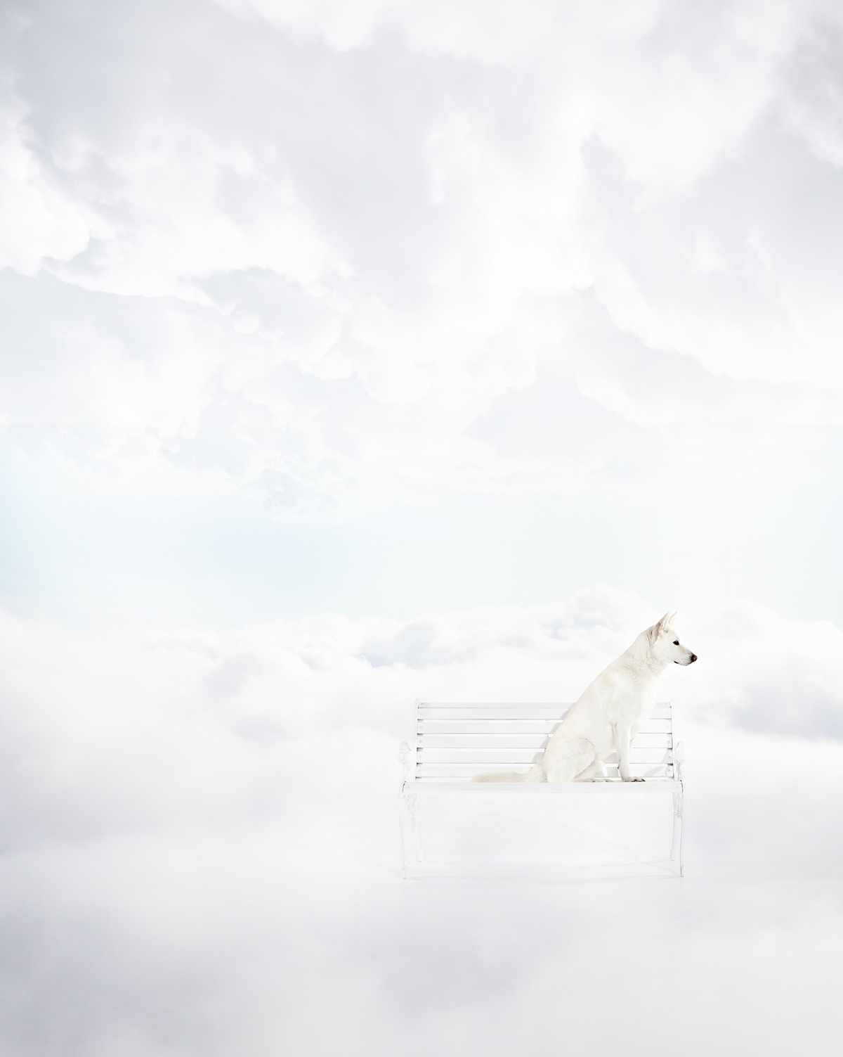 Quelques portraits de chiens par Brandon Voges Quelques portraits de chiens par Brandon Voges 1 Quelques-portraits-de-chiens-par-Brandon-Voges-1