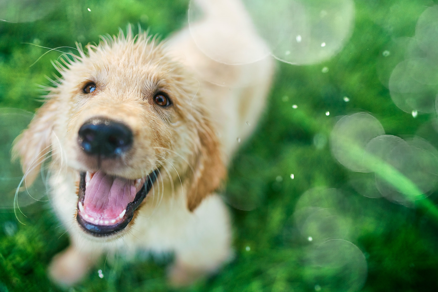 Quelques portraits de chiens par Brandon Voges Quelques portraits de chiens par Brandon Voges 14 Quelques-portraits-de-chiens-par-Brandon-Voges-14