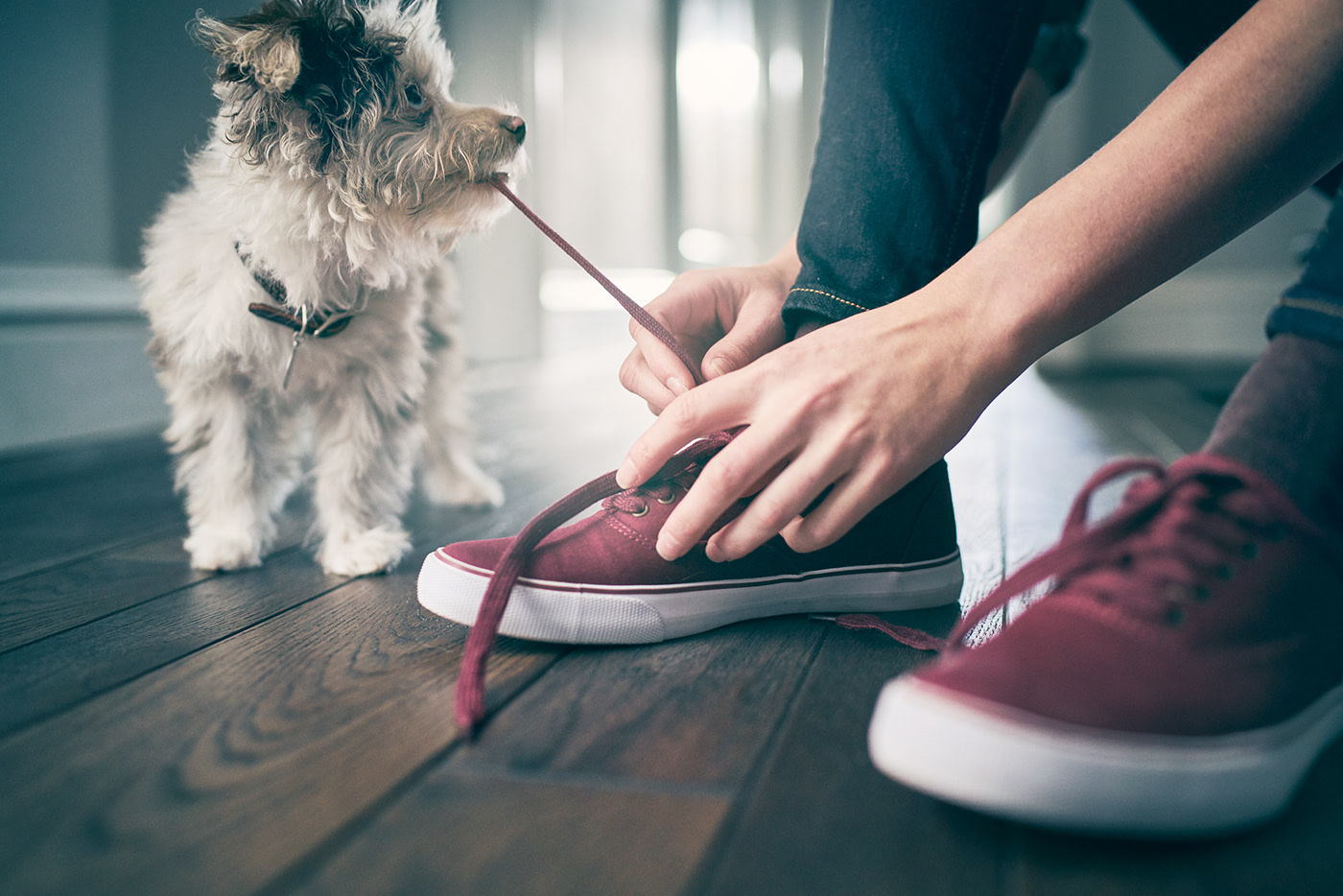 Quelques portraits de chiens par Brandon Voges Quelques portraits de chiens par Brandon Voges 15 Quelques-portraits-de-chiens-par-Brandon-Voges-15