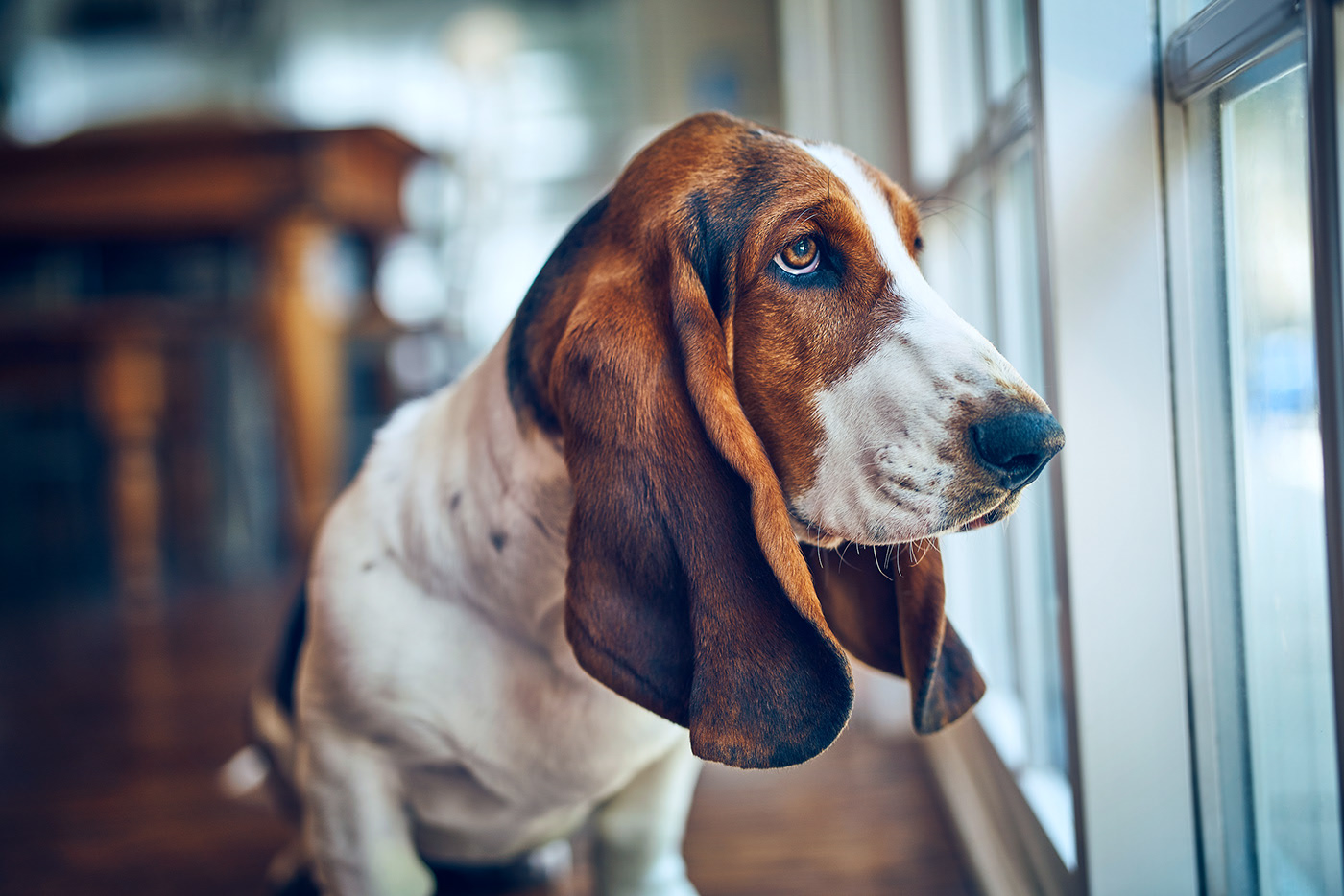 Quelques portraits de chiens par Brandon Voges Quelques portraits de chiens par Brandon Voges 16 Quelques-portraits-de-chiens-par-Brandon-Voges-16