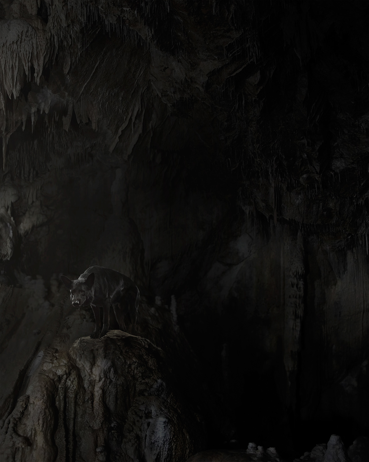 Quelques portraits de chiens par Brandon Voges Quelques portraits de chiens par Brandon Voges 2 Quelques-portraits-de-chiens-par-Brandon-Voges-2