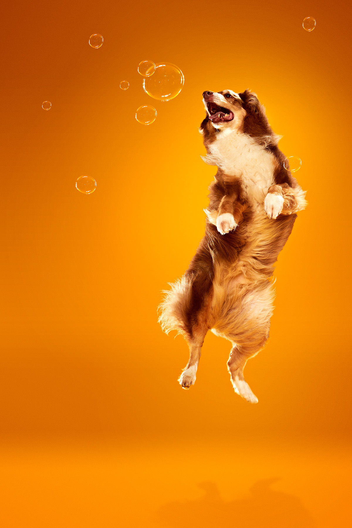 Quelques portraits de chiens par Brandon Voges Quelques portraits de chiens par Brandon Voges 5 Quelques-portraits-de-chiens-par-Brandon-Voges-5