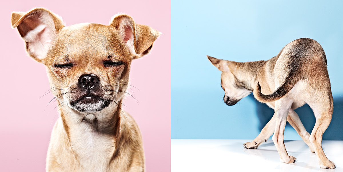 Quelques portraits de chiens par Brandon Voges Quelques portraits de chiens par Brandon Voges 6 Quelques-portraits-de-chiens-par-Brandon-Voges-6