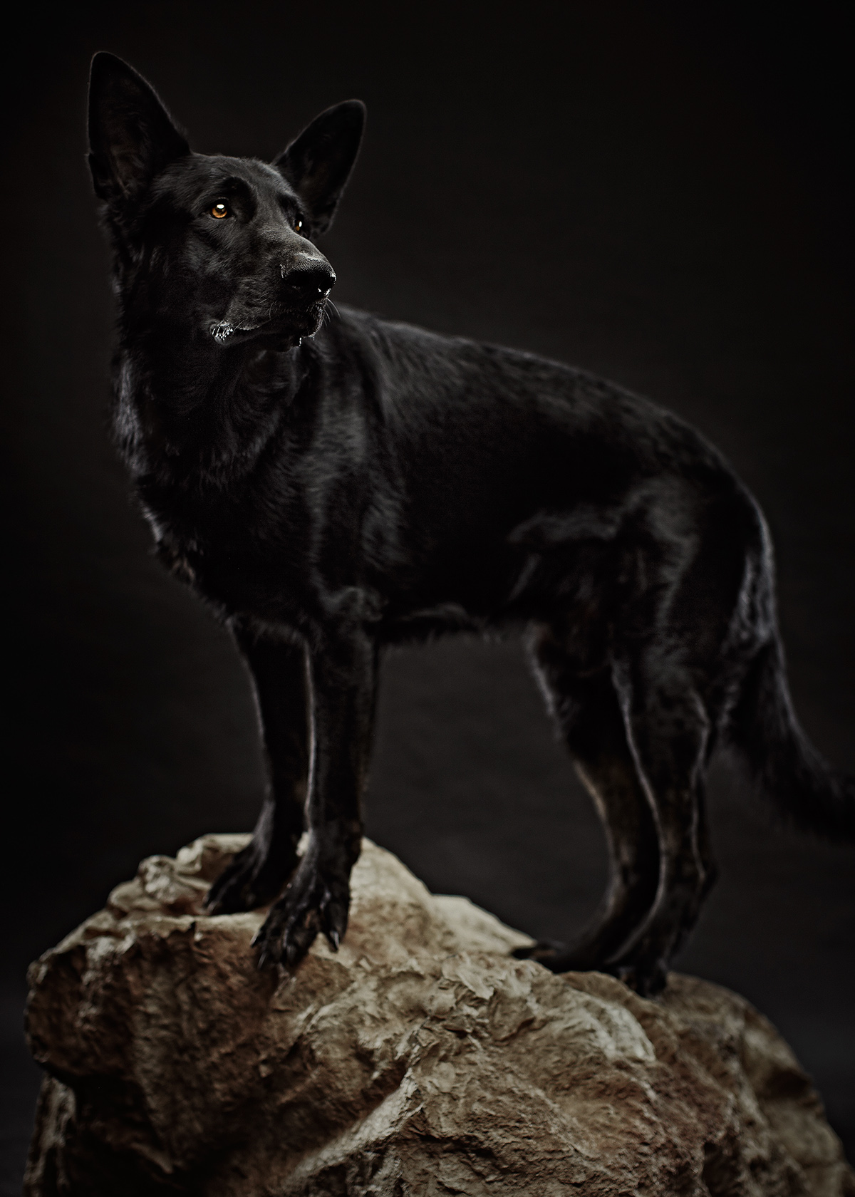 Quelques portraits de chiens par Brandon Voges Quelques portraits de chiens par Brandon Voges 8 Quelques-portraits-de-chiens-par-Brandon-Voges-8