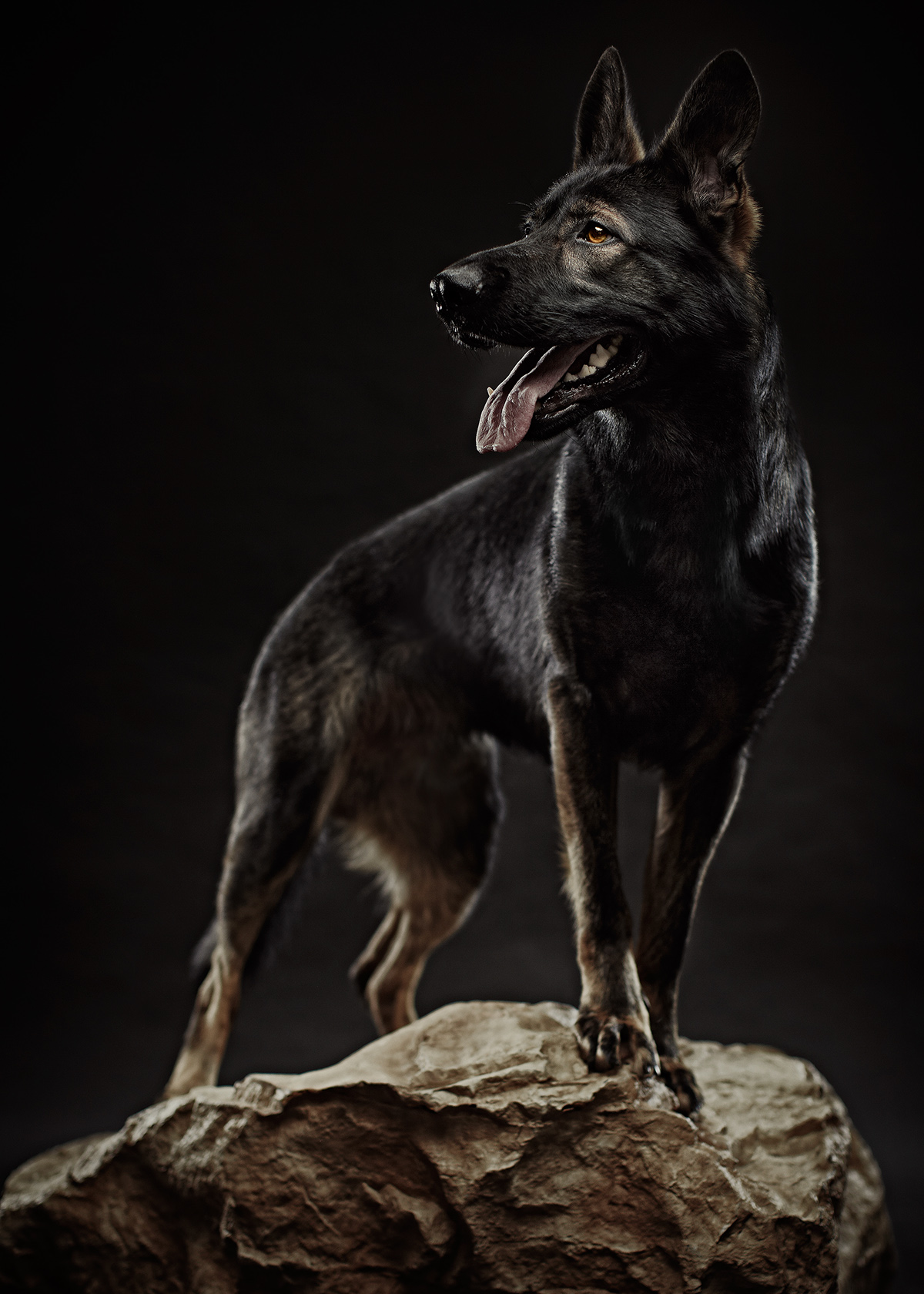 Quelques portraits de chiens par Brandon Voges Quelques portraits de chiens par Brandon Voges 9 Quelques-portraits-de-chiens-par-Brandon-Voges-9