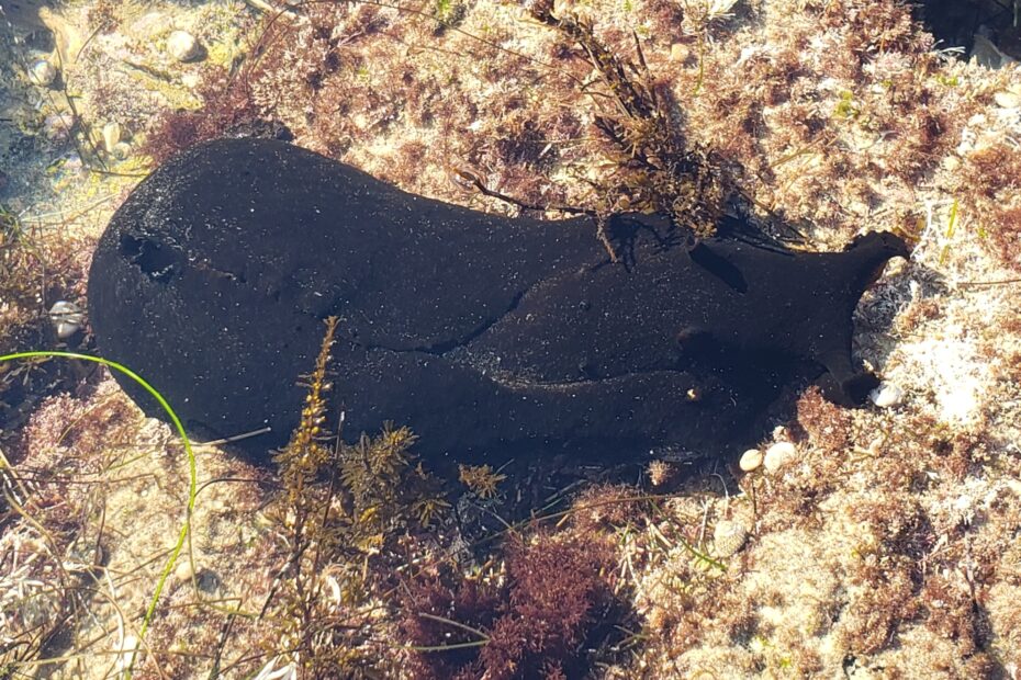 La limace de mer noire géante aplysia vaccaria limace de mer noire geante Aplysia vaccaria, une limace de mer noire géante vivant dans les eaux du Pacifique