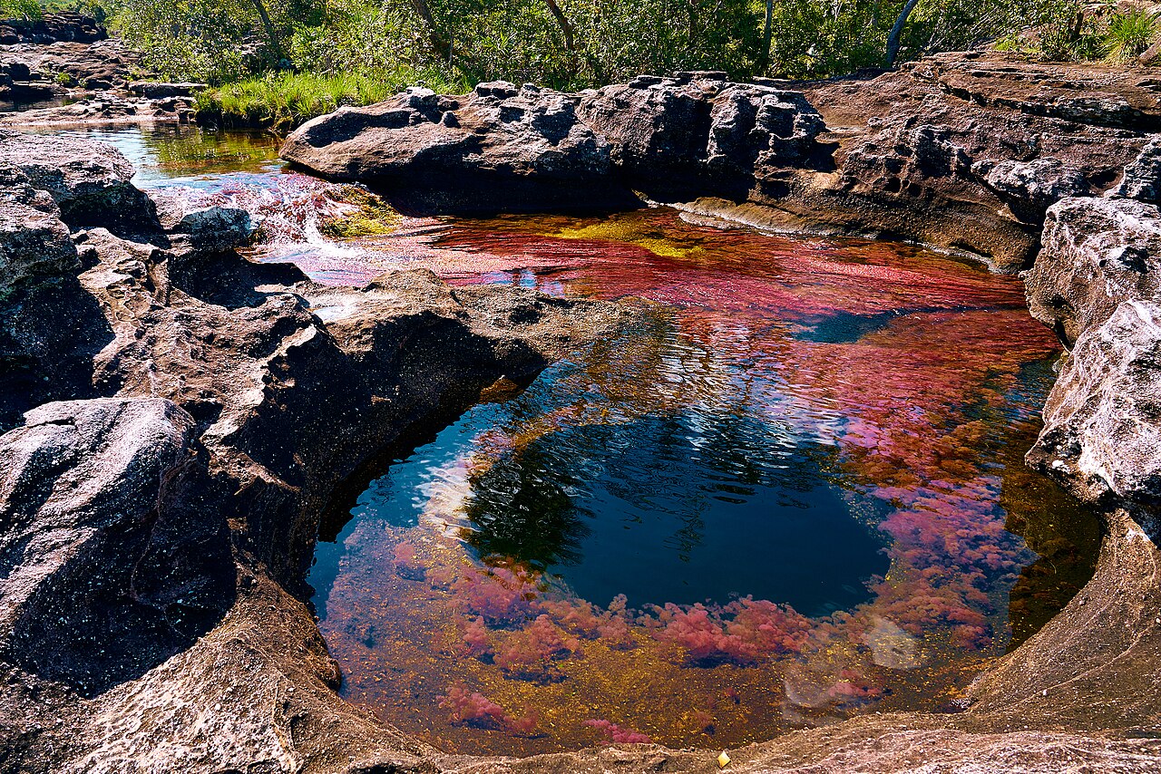 Caño Cristales en Colombie avec ses eaux transparentes, ses roches et ses couleurs Caño Cristales en Colombie avec ses eaux transparentes, ses roches et ses couleurs