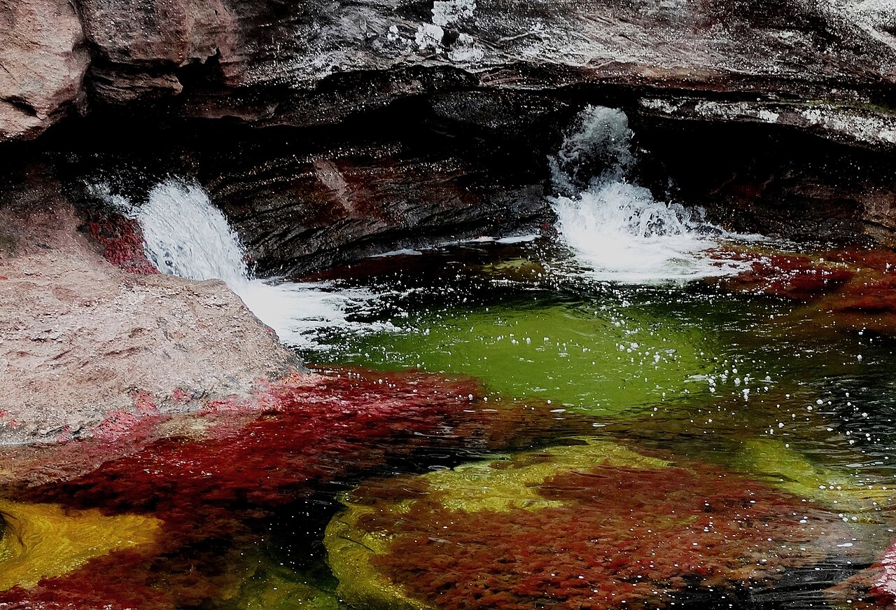 Lit rouge de Caño Cristales coloré par Rhyncholacis clavigera en Colombie Lit rouge de Caño Cristales coloré par Rhyncholacis clavigera en Colombie