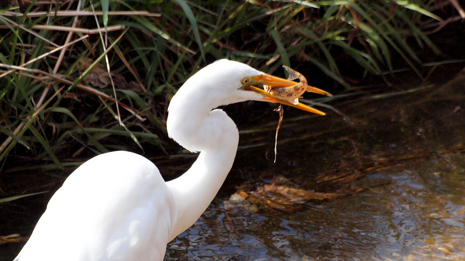 grande aigrette avec un poisson dans le bec grande aigrette avec un poisson dans le bec