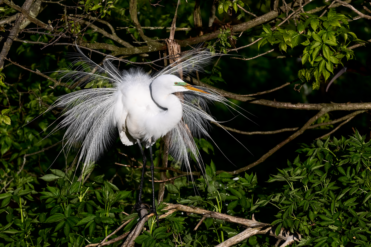 Grande aigrette au bec noir et au plumage nuptial Grande aigrette au bec noir et au plumage nuptial