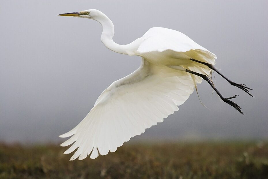 Grande aigrette en vol : l’élégant oiseau blanc au cou replié grande aigrette en vol ailes deployees Grande aigrette en vol avec les ailes largement déployées