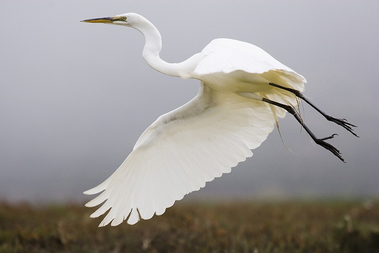 Grande aigrette en vol avec les ailes largement déployées Grande aigrette en vol avec les ailes largement déployées