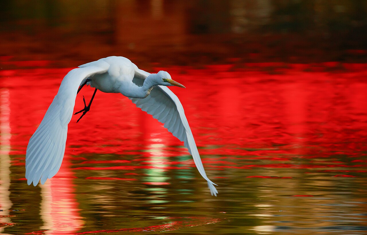 Grande aigrette en vol avec le cou replié et les longues pattes tendues Grande aigrette en vol avec le cou replié et les longues pattes tendues