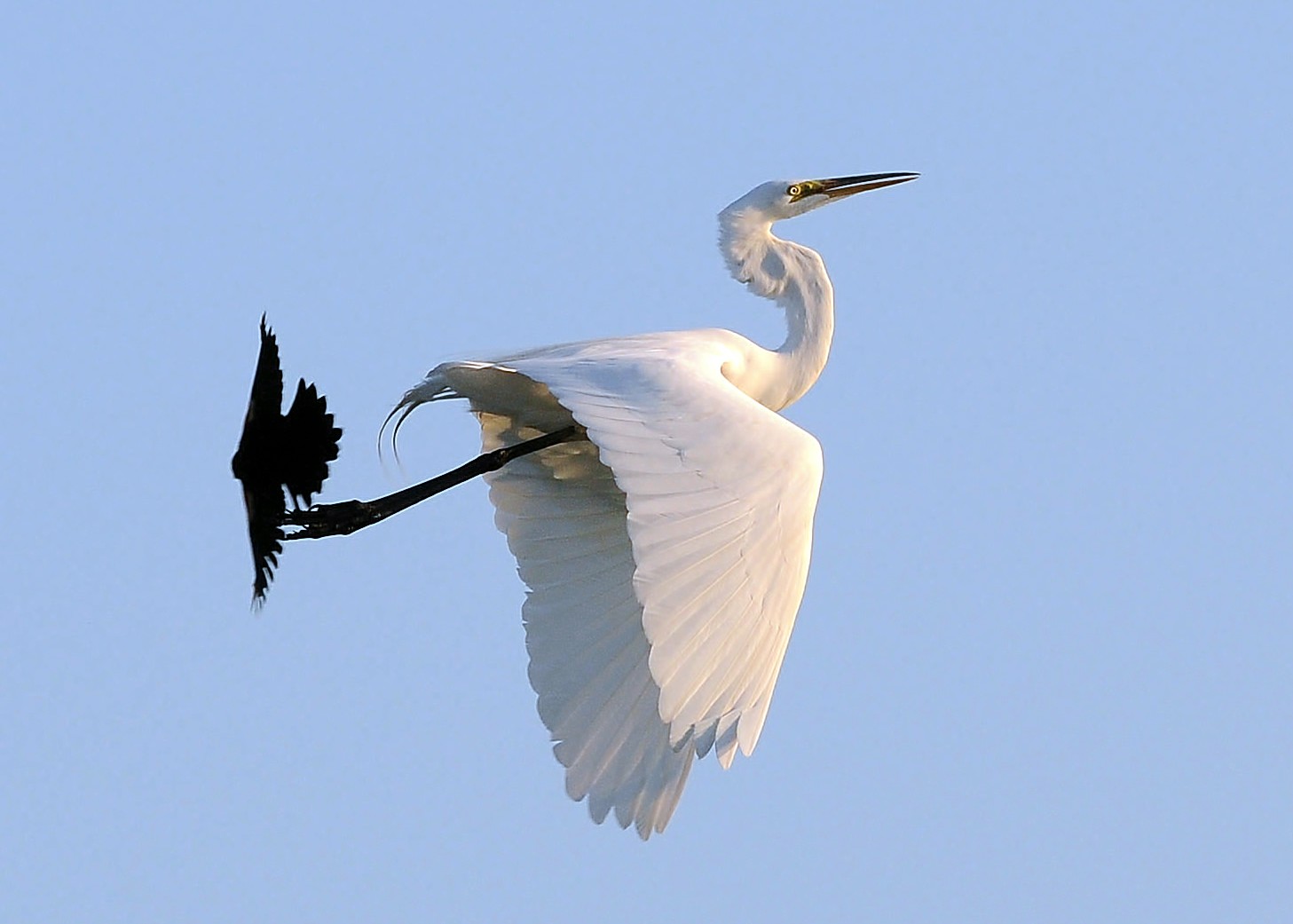 grande aigrette en vol grande aigrette en vol