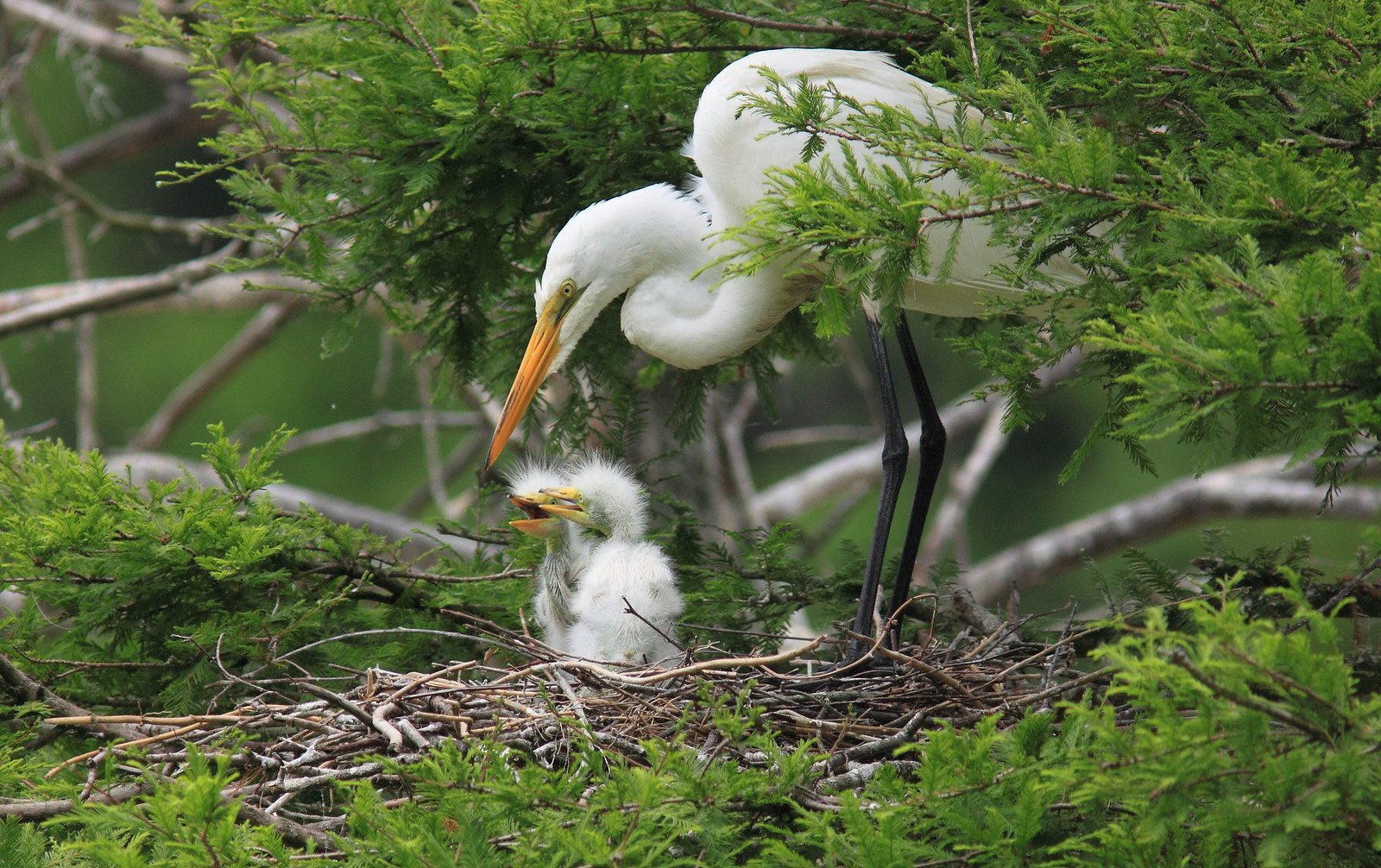 grande aigrette et ses poussins dans leur nid grande aigrette et ses poussins dans leur nid