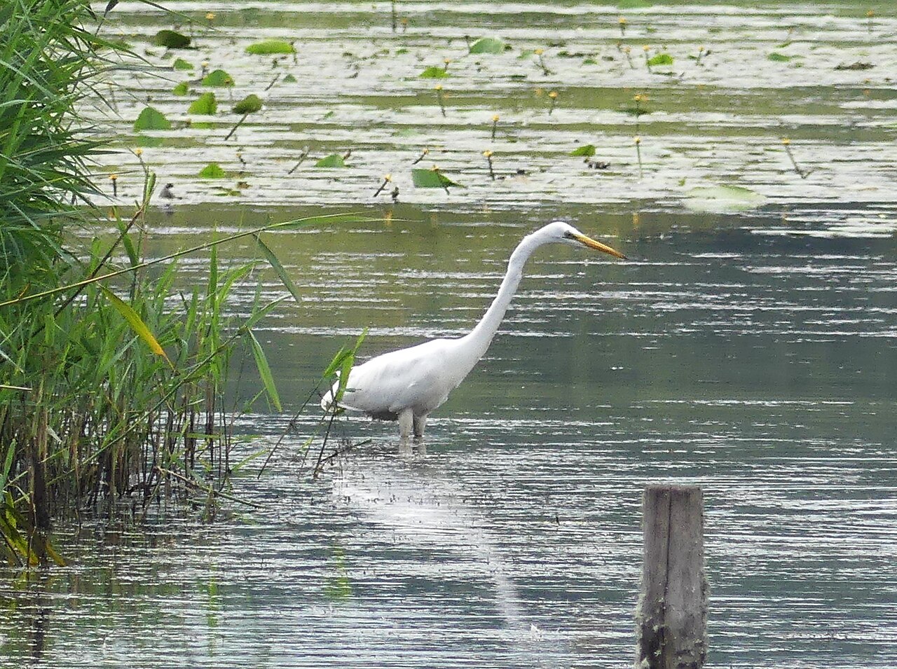 Grande aigrette dans l’étang des Landes à Lussat dans la Creuse Grande aigrette dans l’étang des Landes à Lussat dans la Creuse