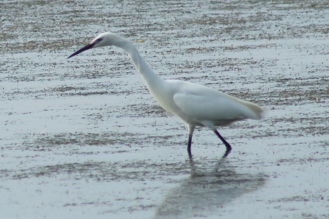 Grande aigrette observée au Crotoy dans la Somme Grande aigrette observée au Crotoy dans la Somme