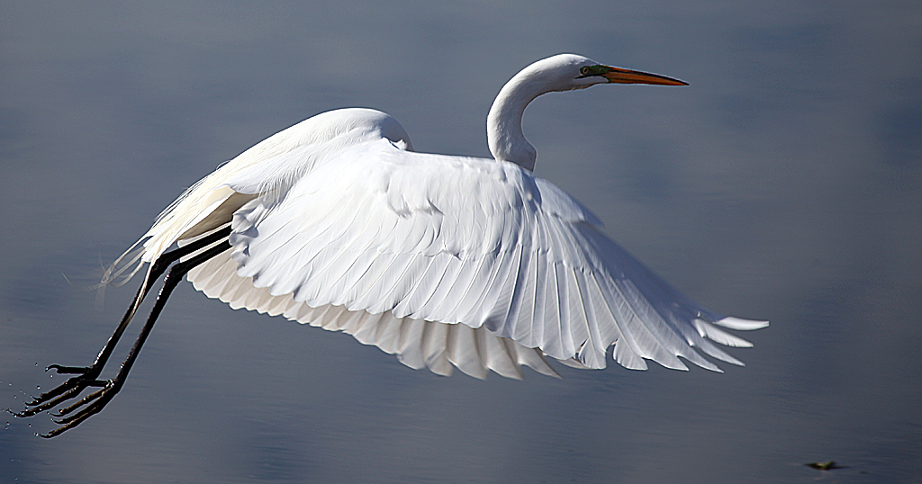 plumes de la grande aigrette en vol plumes de la grande aigrette en vol