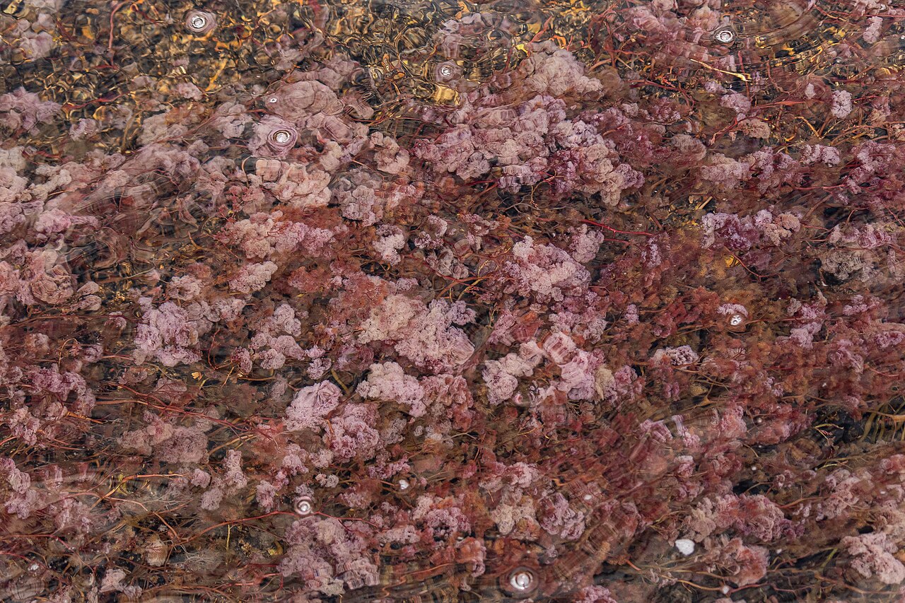 Rhyncholacis clavigera, anciennement Macarenia clavigera, plante rouge de Caño Cristales Rhyncholacis clavigera, anciennement Macarenia clavigera, plante rouge de Caño Cristales