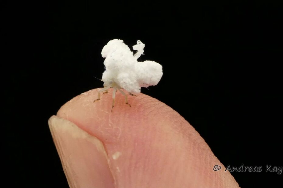 Une nymphe de Flatidae, l’insecte popcorn sur pattes une nymphe de Flatidae un insecte ressemblant a un pop corn sur pattes 2 une nymphe de Flatidae un insecte ressemblant a un pop corn sur pattes 2