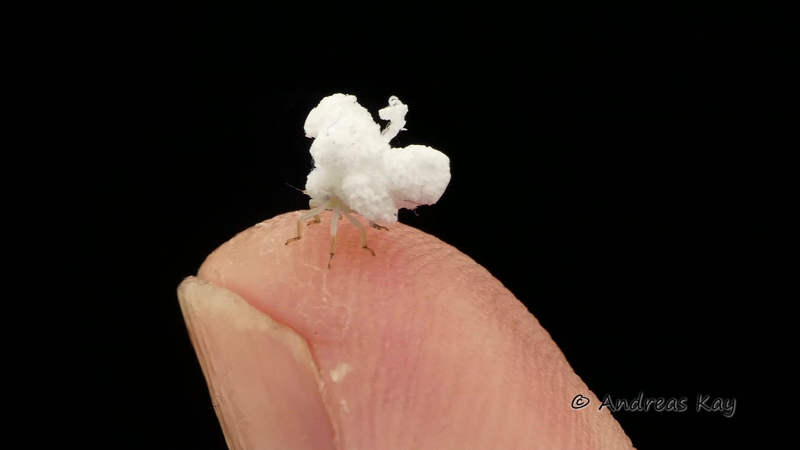 une nymphe de Flatidae un insecte ressemblant a un pop corn sur pattes 2 une nymphe de Flatidae un insecte ressemblant a un pop corn sur pattes 2