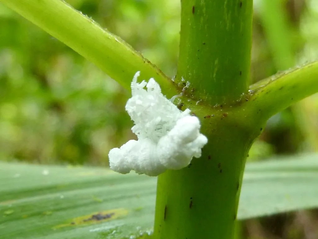 une nymphe de Flatidae un insecte ressemblant a un pop corn sur pattes 3 Insecte blanc cotonneux dans la forêt amazonienne