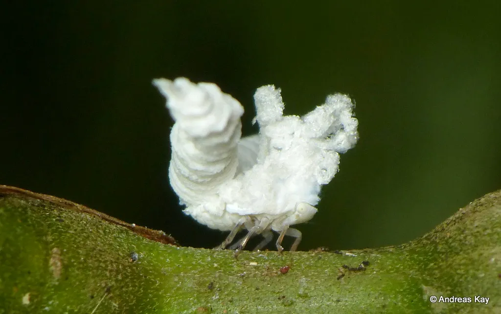 une nymphe de Flatidae un insecte ressemblant a un pop corn sur pattes 4 Nymphe de fulgore recouverte de filaments cireux