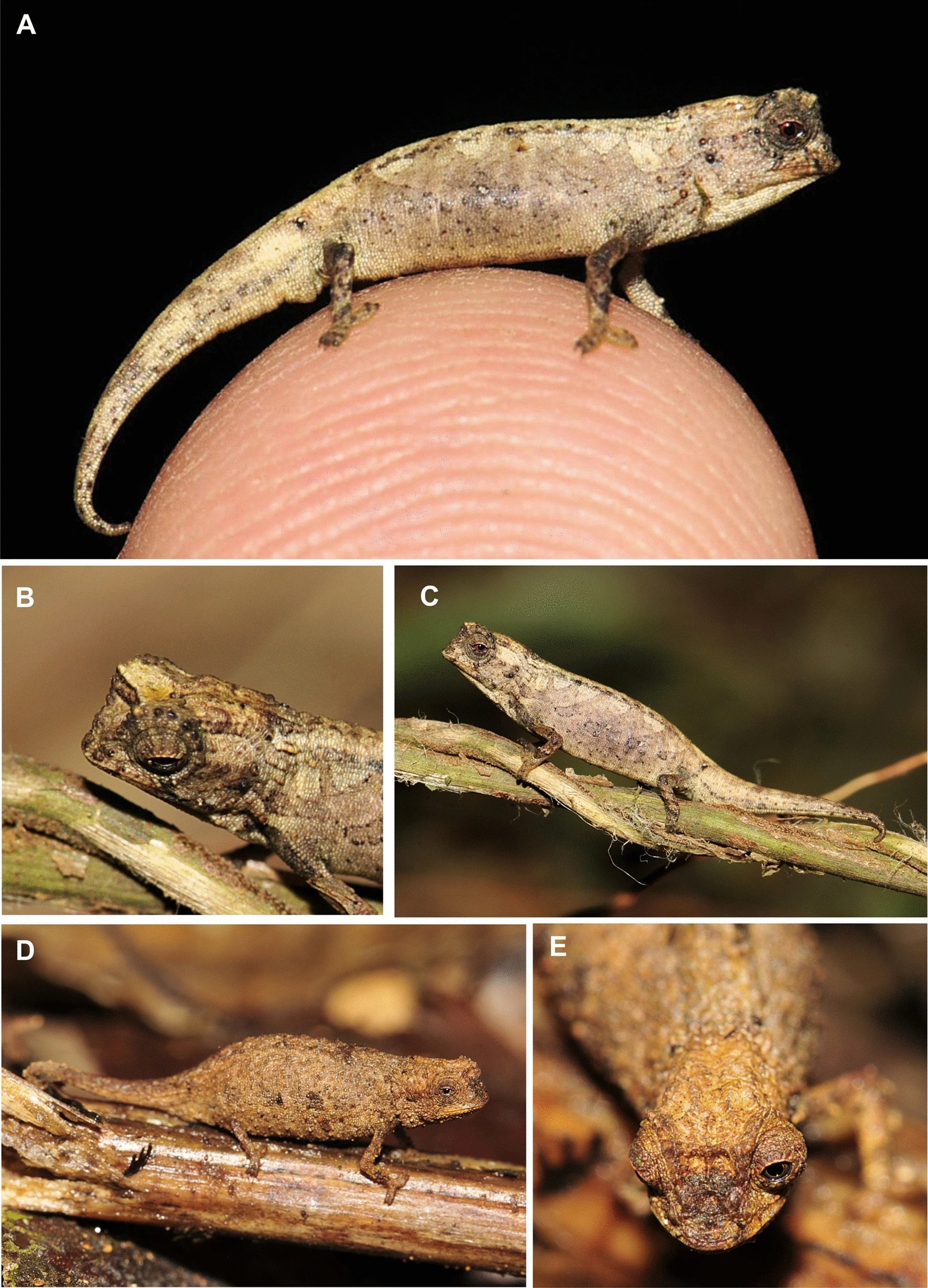 Brookesia nana le plus petit reptile du monde Brookesia nana le plus petit reptile du monde 2 Brookesia-nana-le-plus-petit-reptile-du-monde-2