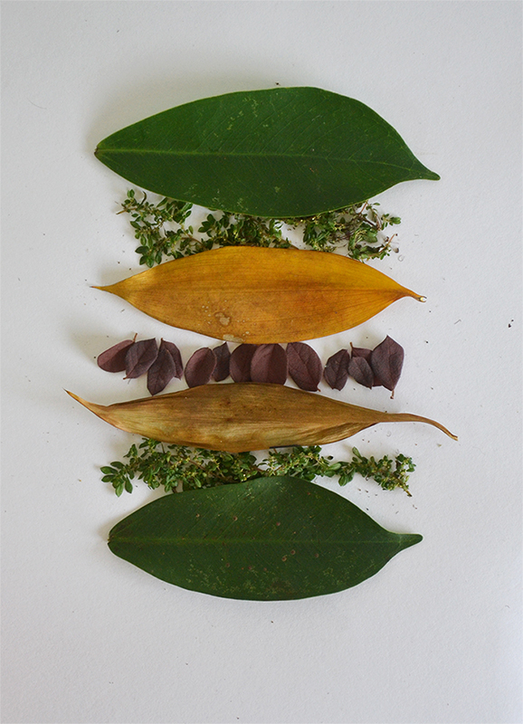 Des feuilles et des dessins par Tang Chiew Ling Des feuilles et des dessins par Tang Chiew Ling 4 Des-feuilles-et-des-dessins-par-Tang-Chiew-Ling-4