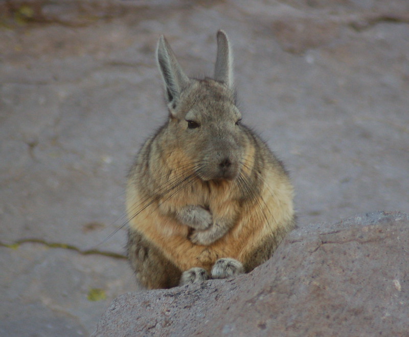 La viscache ou lagostome des montagnes, un étrange mélange de lapin et d'ecureuil La viscache ou lagostome des montagnes un etrange melange de lapin et d ecureuil 10 La-viscache-ou-lagostome-des-montagnes-un-etrange-melange-de-lapin-et-d-ecureuil-10