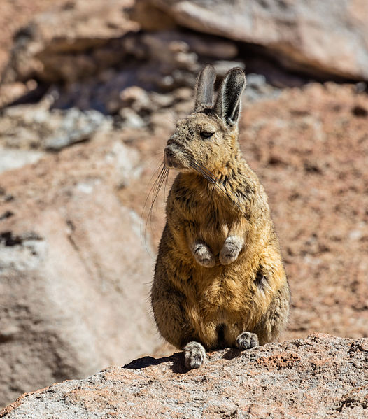 La viscache ou lagostome des montagnes, un étrange mélange de lapin et d'ecureuil La viscache ou lagostome des montagnes un etrange melange de lapin et d ecureuil 11 La-viscache-ou-lagostome-des-montagnes-un-etrange-melange-de-lapin-et-d-ecureuil-11