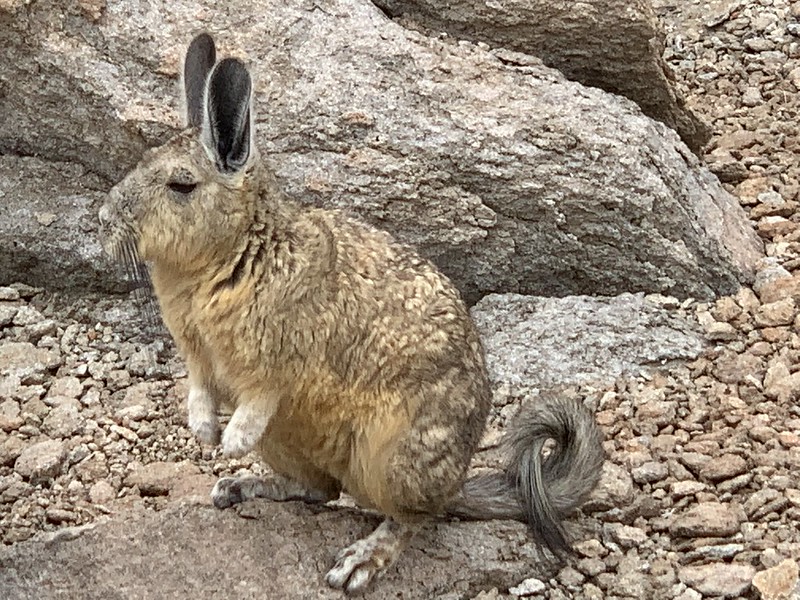 La viscache ou lagostome des montagnes, un étrange mélange de lapin et d'ecureuil La viscache ou lagostome des montagnes un etrange melange de lapin et d ecureuil 13 La-viscache-ou-lagostome-des-montagnes-un-etrange-melange-de-lapin-et-d-ecureuil-13