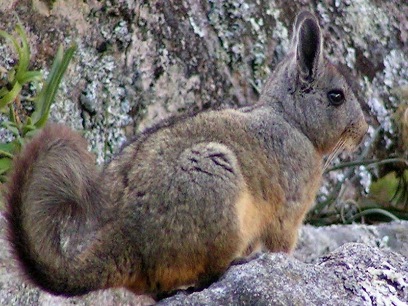 La viscache ou lagostome des montagnes, un étrange mélange de lapin et d'ecureuil La viscache ou lagostome des montagnes un etrange melange de lapin et d ecureuil 2 La-viscache-ou-lagostome-des-montagnes-un-etrange-melange-de-lapin-et-d-ecureuil-2