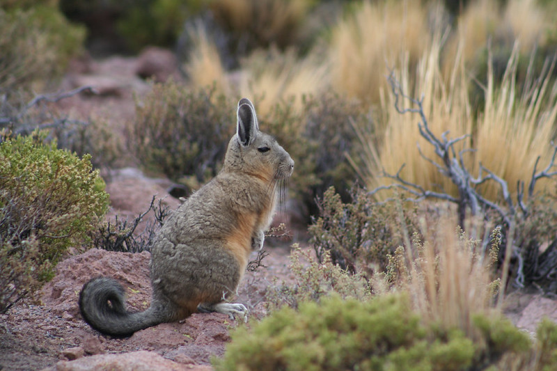 La viscache ou lagostome des montagnes, un étrange mélange de lapin et d'ecureuil La viscache ou lagostome des montagnes un etrange melange de lapin et d ecureuil 3 La-viscache-ou-lagostome-des-montagnes-un-etrange-melange-de-lapin-et-d-ecureuil-3