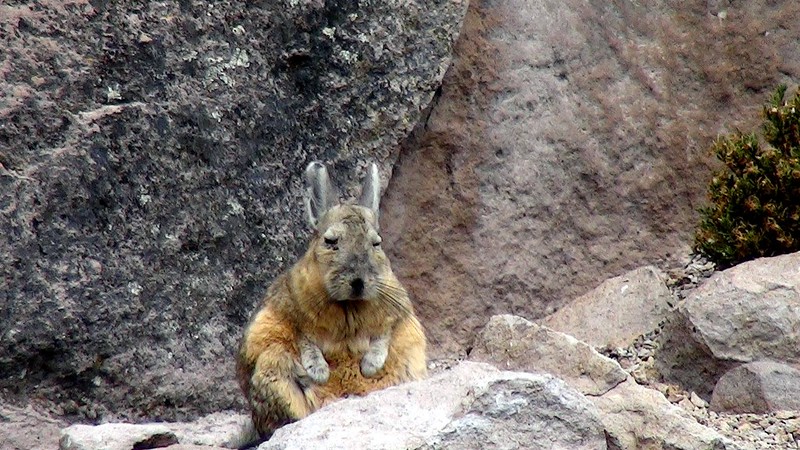 La viscache ou lagostome des montagnes, un étrange mélange de lapin et d'ecureuil La viscache ou lagostome des montagnes un etrange melange de lapin et d ecureuil 5 La-viscache-ou-lagostome-des-montagnes-un-etrange-melange-de-lapin-et-d-ecureuil-5